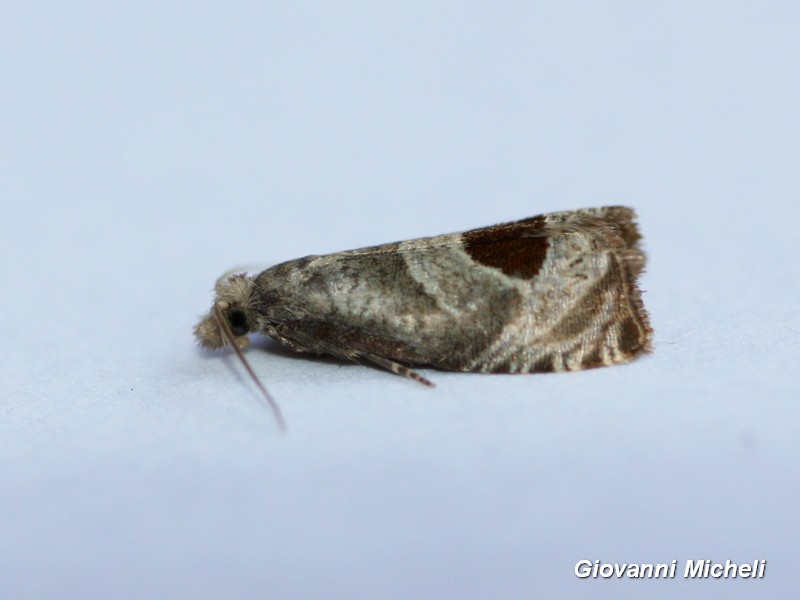 Notocelia uddmanniana? S�